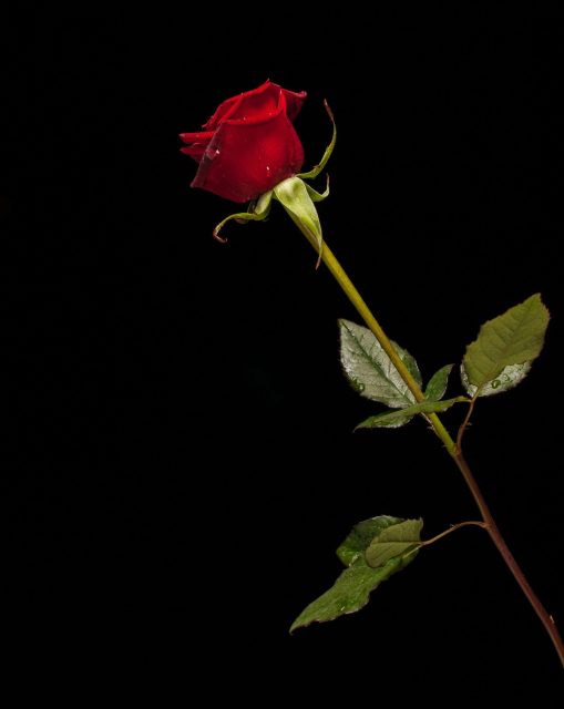 engin-akyurt-YXPE-wHpaH4-unsplash